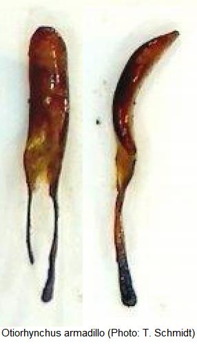 otiorhynchus armadillo.jpg